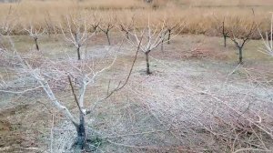 Чем надо обработать в начале весны персик, что бы не было курчавости листьев...