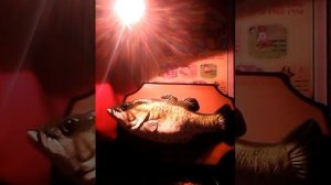 Big mouth Billy bass (singing fish)