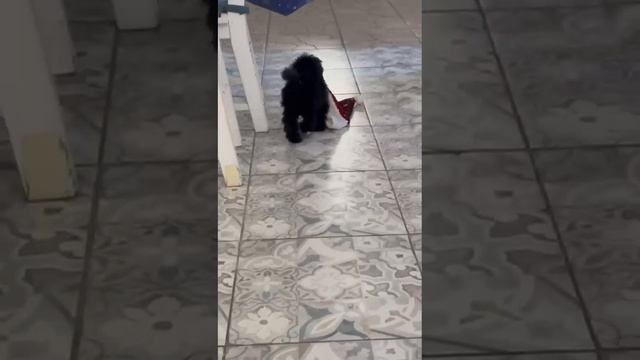 прикольный щенок
