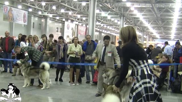 Интернациональная Выставка Собак CACIB-FCI-РКФ Россия 2011 смотреть онлайн