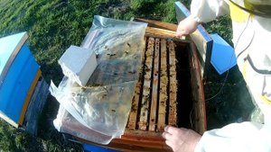 Будет много мёда. Результат сокращения пчелосемей. Расширяем вовремя.