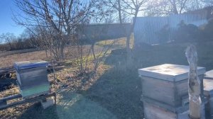 Январский облет пчел. 1-й ролик на Рутуб.