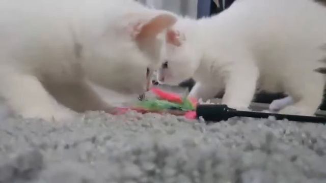 Милые котята смотреть онлайн