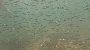 Турция. Ичмелер. Косяки рыб. 2024.