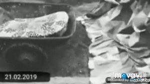 Память о Шарике каналов Vredina Lafe и Хомки