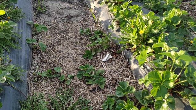 Продажа саженцев клубники, окс Альба и Азия. 89289670317 смотреть онлайн