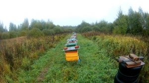 Пчеловодство как бизнес! Куда пропала пасека Ишутиных