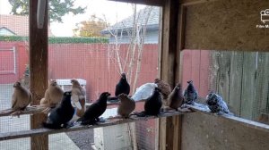 Узбекские Двухчубые Бойные Голуби Разных Мастей