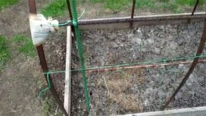 Подвязка высоких томатов. По взрослому
