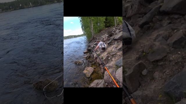 Кумжа #fishing #fishingvideo #рыбалка  #trout