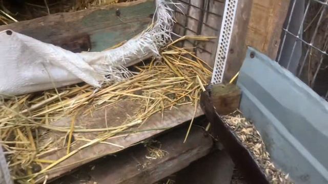 Делаю клетки кроликам.Опоросы у крольчих