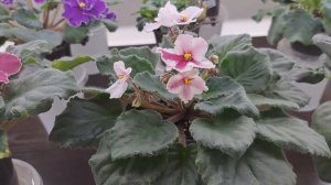 ОБЗОР ЦВЕТУЩИХ ФИАЛОК, ПРЕДЗАКАЗЫ НА 2025Г