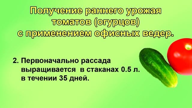 Томаты.   Рассада для сверхраннего урожая.
