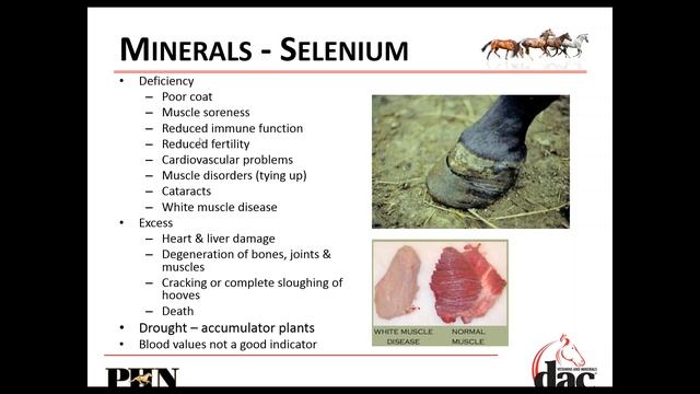 February 2020 dac® Vitamins and Minerals Dealer Webinar смотреть онлайн