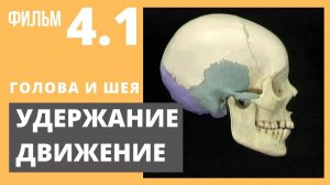 ГОЛОВА И ШЕЯ: УДЕРЖАНИЕ И ДВИЖЕНИЕ. Анатомия человека. Видеоатлас Acland. Фильм 4.1