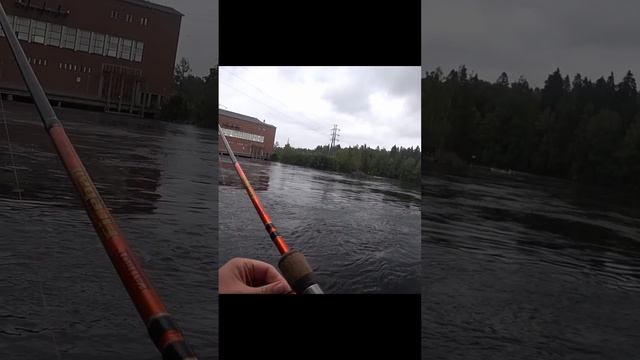 кумжа с первого заброса #fishing #рыбалка