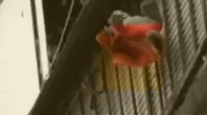 свет маминых слез