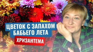 Почему хризантемы считаются символом счастья и долголетия?История самого осеннего цветка.