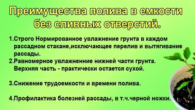 ШПАРГАЛКА №7 Правильный полив рассады