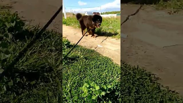 Тибетский мастиф щенки смотреть онлайн