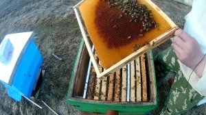 Сделайте обязательно эту работу весной,чтобы получить много мёда.