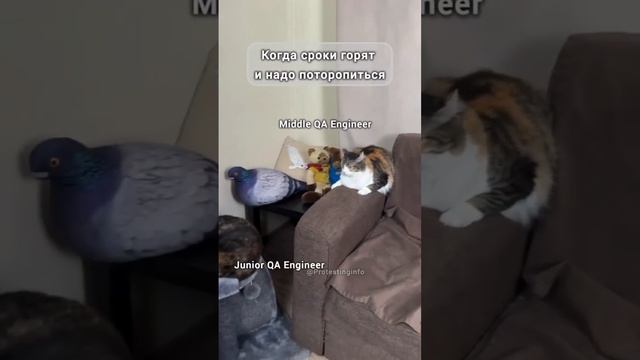 Давай вперед #juniorqa ! #тестированиепо #тестировщик #тестировщикснуля #qa#shorts #тестировщикпо смотреть онлайн