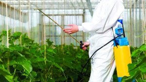 Важно! Как по-взрослому избавиться от фитофторы