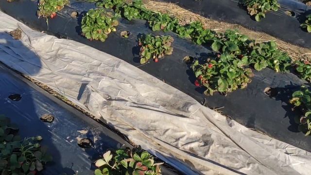 Сбор ягоды 10 ноября. смотреть онлайн