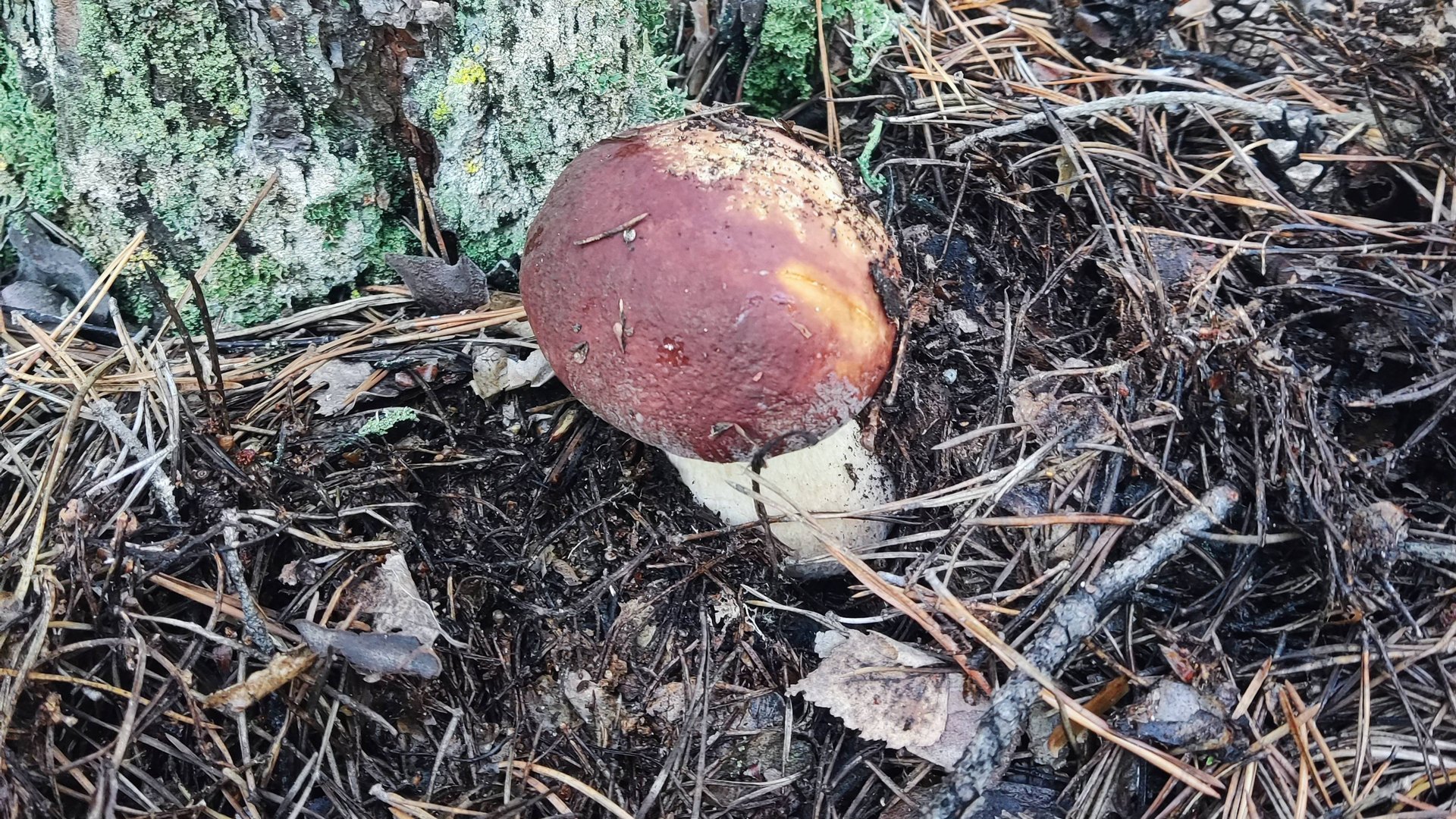 Собираем грибы, лето 2024. смотреть онлайн