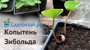 Копытень Зибольда, Asarum sieboldii. Дальневосточный первоцвет. Питомник Садпочтой.рф #садпочтой