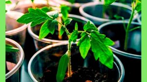 Рассада томатов.  Полив.  Буква "Б".