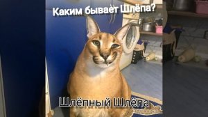 Каким же бывает Шлёпа? Ответ тут!