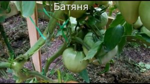 Мои сорта томатов 2024. Советую - не подведут.