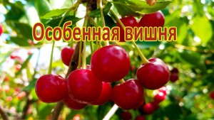 Особенная вишня