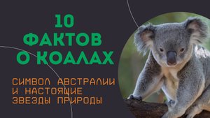 10 удивительных фактов о коалах / Которые вас точно удивят!
