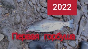 Первая Горбуша в жизни)