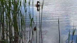 воссоединение семьи диких утят