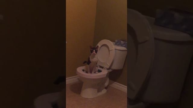 my cat is going to the toilet смотреть онлайн
