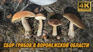 Приехал на разведку и набрал грибов. Сбор грибов в Воронежской области 2024