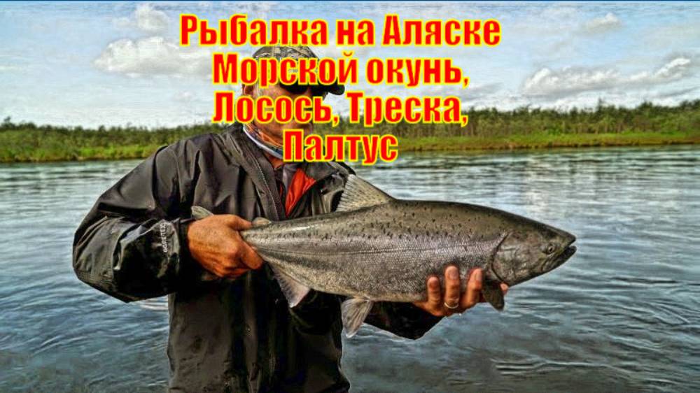 Рыбалка на Аляске Морской окунь, Лосось, Треска, Палтус В пресной и соленой воде.