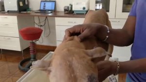 Remove mango worms from dog - Remove mango worms from dog skin Удалите манговых червей с кожи собак