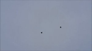 53. Видио полёта голубей посвещаю Голубеводам Геническа.