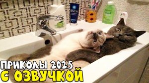 Приколы с котами! С ОЗВУЧКОЙ!!! - Смешные коты! Самые смешные животные!