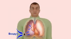 7. Травмы груди. Первая помощь