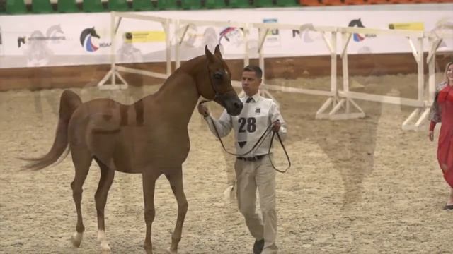 Арабский жеребец AL ARYAM NAQEEB (R.S. BOUSHRA - WIDETA) 2009/Золотой чемпион России 2021 года