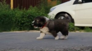 кавказская овчарка