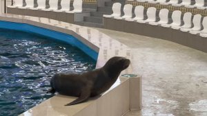 Евпатория Дельфинарий 22.12.2024