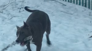 Кидаю палочку Хане.