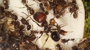 Муравьи-жнецы Messor Barbarus. Выпуск 6.