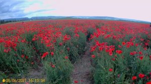 Маковое поле.Танковое.